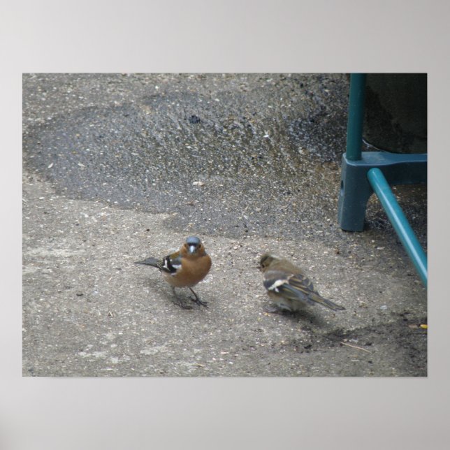 Druck des Vaters und des Chcik Chaffinch Poster (Vorne)