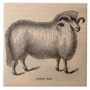 Druck Dorset ram aus dem 19. Jahrhundert Fliese