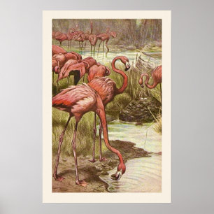 Druck einer Vintage-Flamingo-Illustration Poster