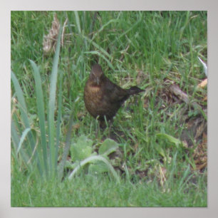 Druck einer weiblichen Amsel Poster