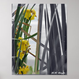 DRUCK - gelbe Wildblumen Poster