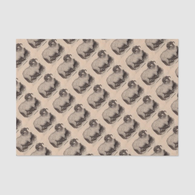 Druck Highland Schafe aus dem 19. Jahrhundert Seidenpapier (Vorderseite)