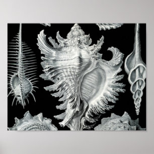 Druck im Vintage-Stil mit Meeresmuscheln Poster