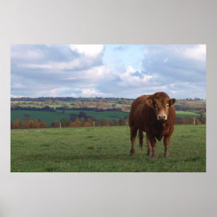 Druck Limousins Stier Poster