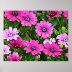 Druck/Plakat Cranesbill Pelargonie-(rosa Blumen) Poster
