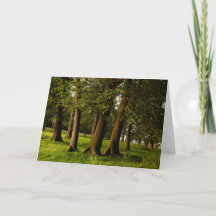 Druck uralter Eichenwälder