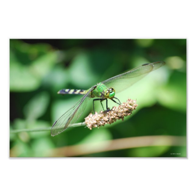 Druck von Eastern Pondhawk Dragonfly (Vorne)