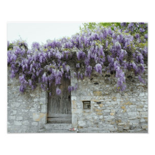 DRUCK - Wisteria Viviers Frankreich