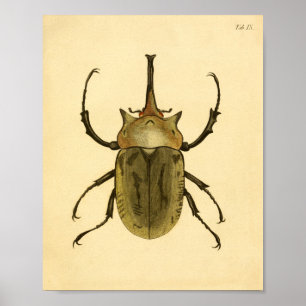 Drucke "Entomologie IV"