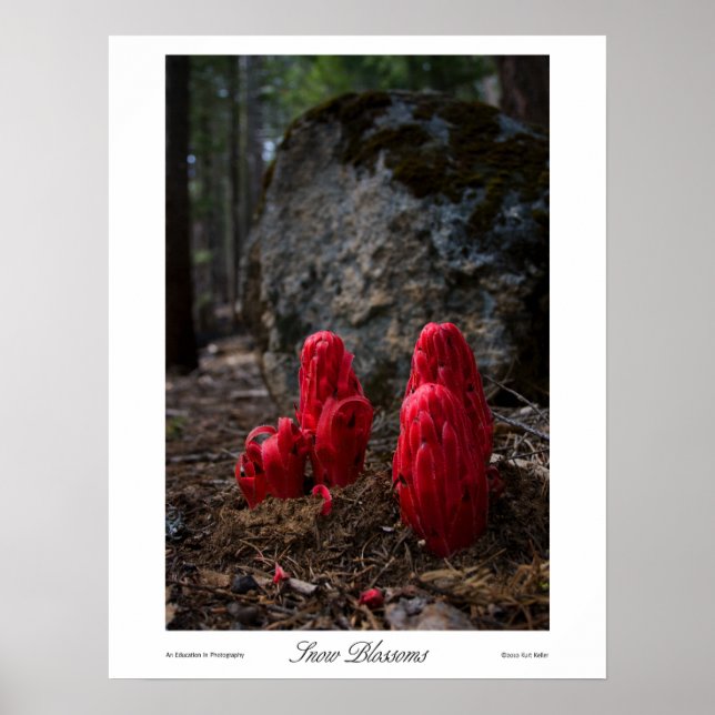 Drucke von Schneeblocken (Vorne)