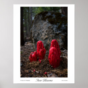 Drucke von Schneeblocken