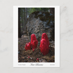 Drucke von Schneeblocken Postkarte