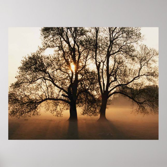DRUCKEN - 2 Big Tree Sepia Gold Poster (Vorne)