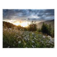 DRUCKEN ~ "A Daisy Sunset"