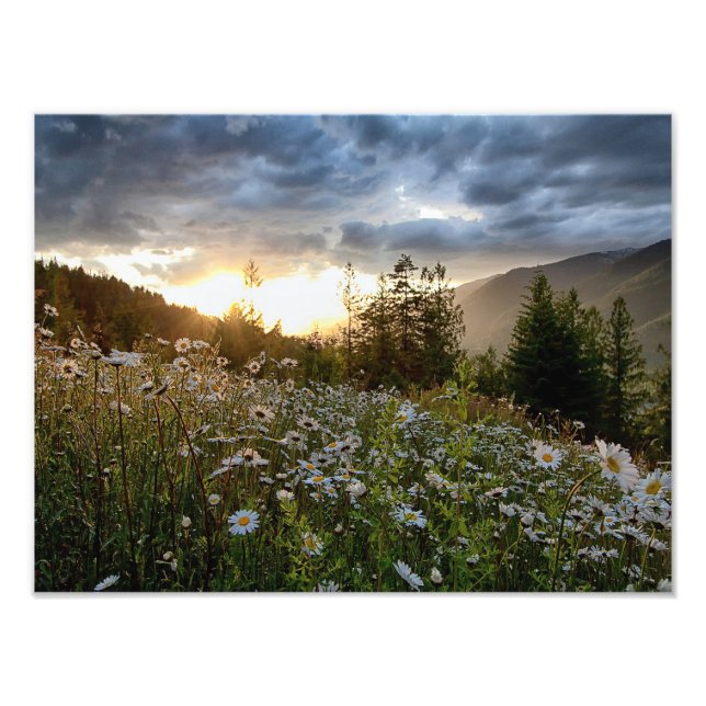 DRUCKEN ~ "A Daisy Sunset" Fotodruck (Vorne)