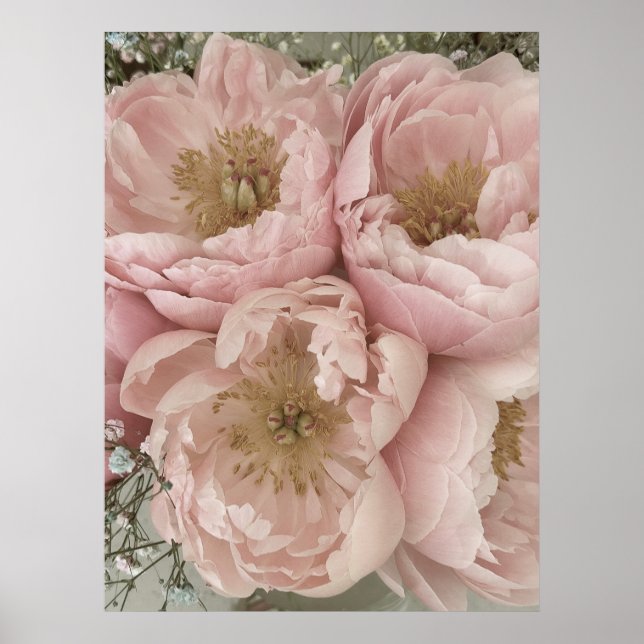 DRUCKEN | Peonies I - 24in x 32in Poster (Vorne)