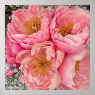 DRUCKEN   Peonies I (30"x30") Poster