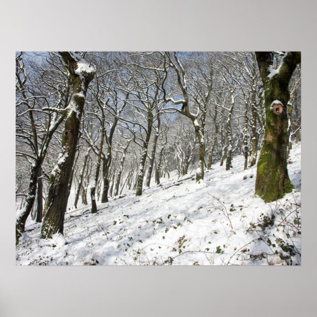 Drucken Sie die Leinwand der Macclesfield Forest W Poster (Vorne)