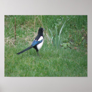 Drucken von Magpie Poster