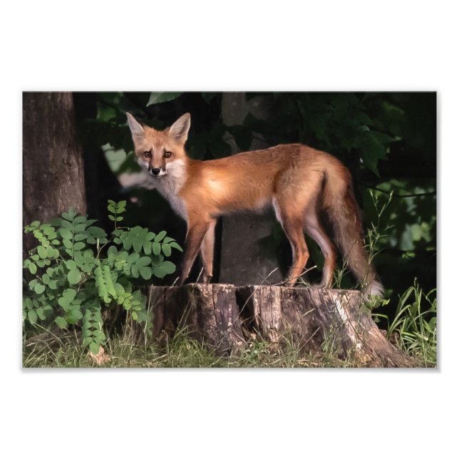 Drucken von Red Fox Foto (Vorne)