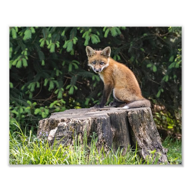 Drucken von Red Fox Kit Foto (Vorne)