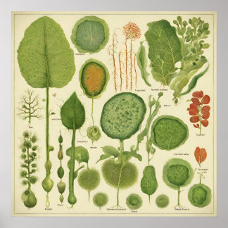 Drucken, Werteplakatpapier (Matte) Poster