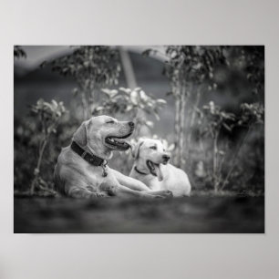 Drucken, Werteplakatpapier (Matte) Poster