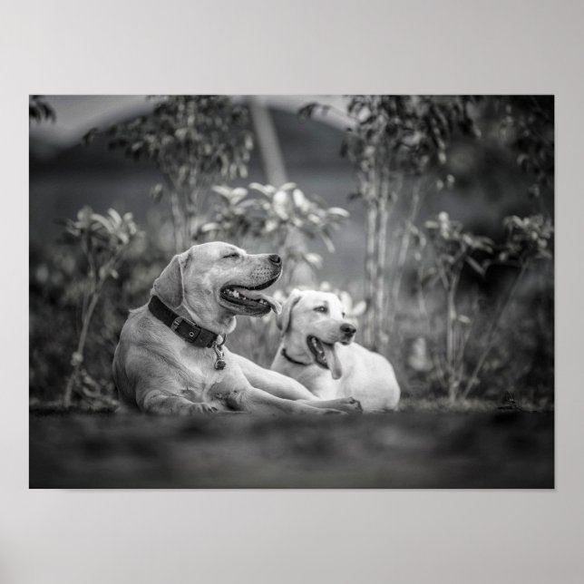 Drucken, Werteplakatpapier (Matte) Poster (Vorne)