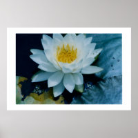 DRUCKEN "WHITE LILLY"