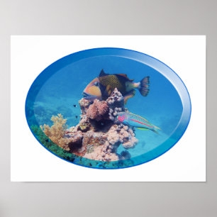 Drückerfisch am Korallenriff - Fotografisches Desi Poster
