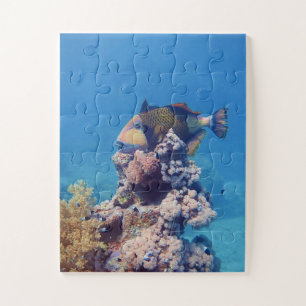 Drückerfisch - Malerisch auf einem Korallenblock Puzzle