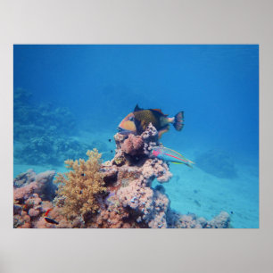 Drückerfisch ruht auf einem Korallenblock am Koral Poster