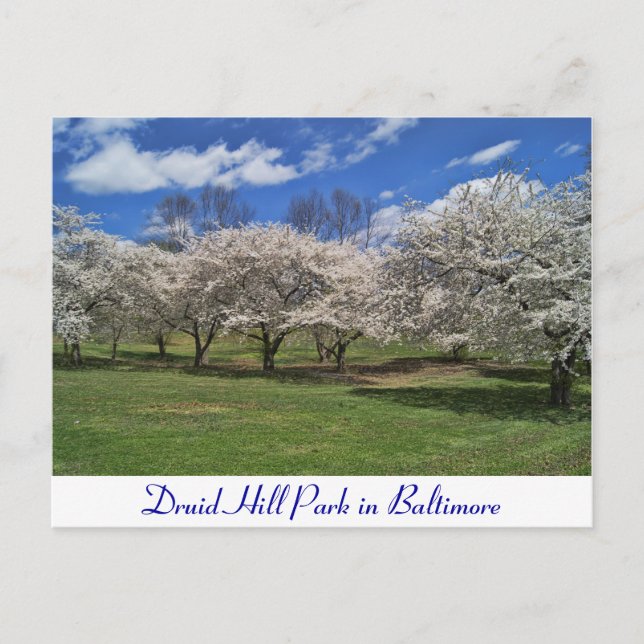 Druid Hill Park im Frühling Postkarte (Vorderseite)