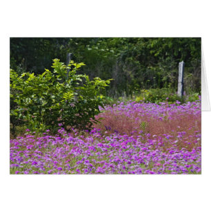 Drummond-Phlox, Phlox drummondi, Hilton Head