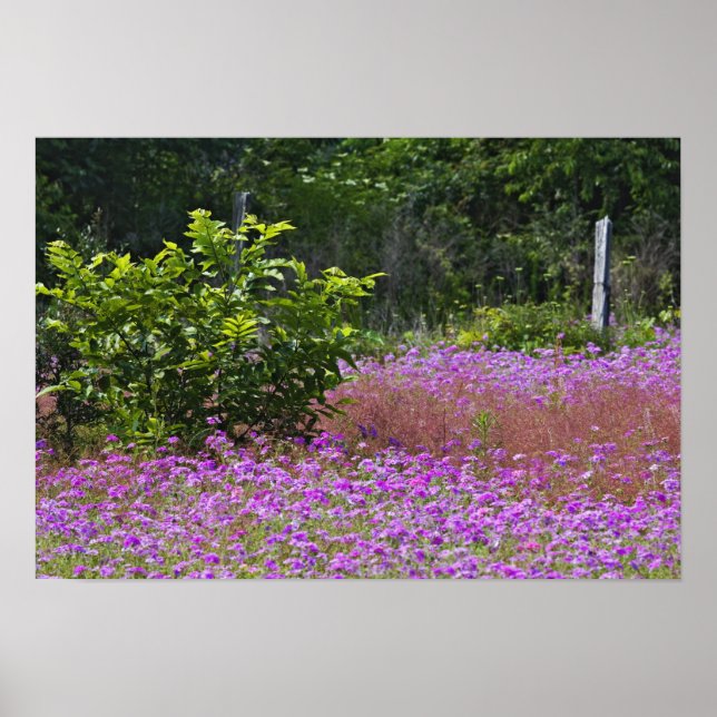 Drummond Phlox, Phlox drummondi, Hilton Head Poster (Vorne)