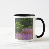Drummond Phlox, Phlox drummondi, Hilton Head
