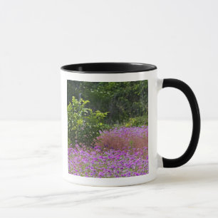 Drummond Phlox, Phlox drummondi, Hilton Head Tasse