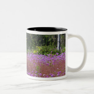 Drummond Phlox, Phlox drummondi, Hilton Head Zweifarbige Tasse