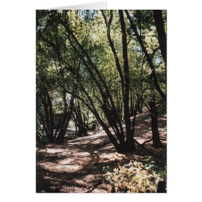 Dry Creek Road (Vorne)