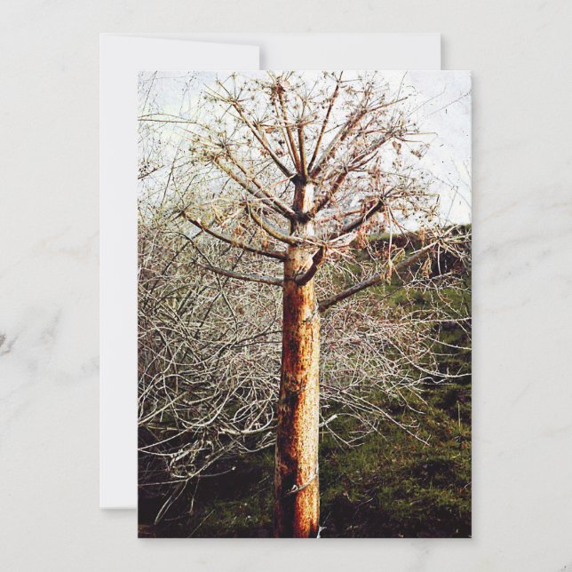 Dry Ferula Pflanze Feiertagskarte (Vorderseite)