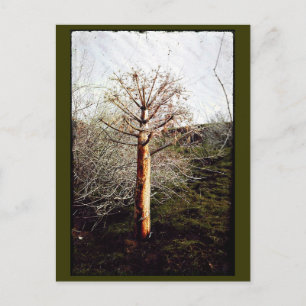 Dry Ferula Pflanze Postkarte