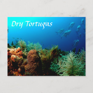 Dry Tortugas National Park, Coral Reef Postkarte