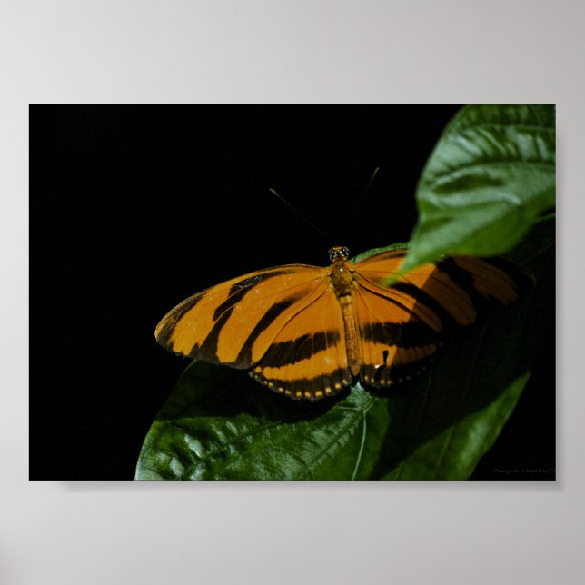 Dryad Print Poster (Vorne)