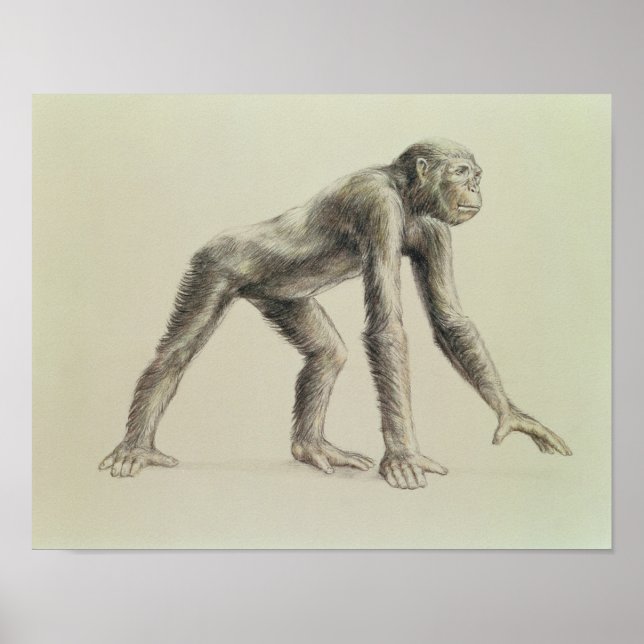 Dryopithecus Africanus Poster (Vorne)