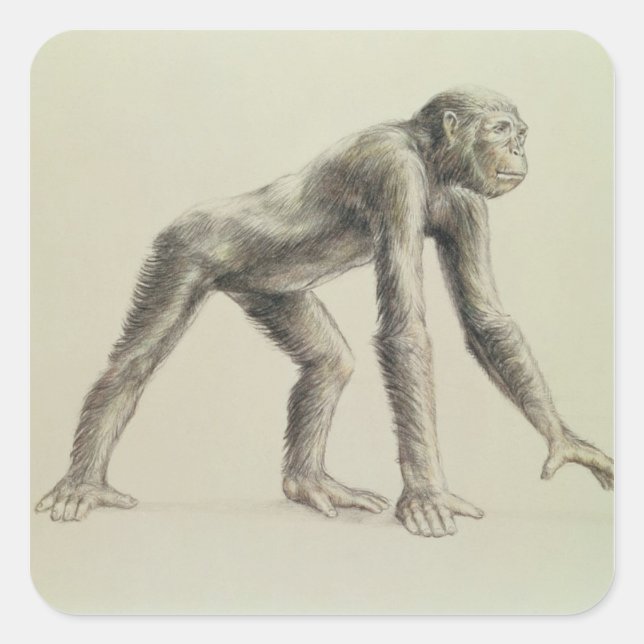 Dryopithecus Africanus Quadratischer Aufkleber (Vorderseite)