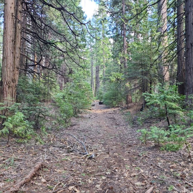 dsafsdaf T-Shirt (Von Creator hochgeladen)