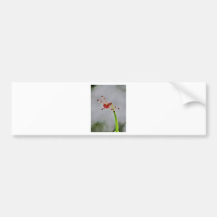 DSC00029.JPG AUTOAUFKLEBER