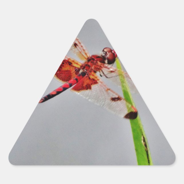 DSC00029.JPG DREIECKIGER AUFKLEBER (Vorderseite)