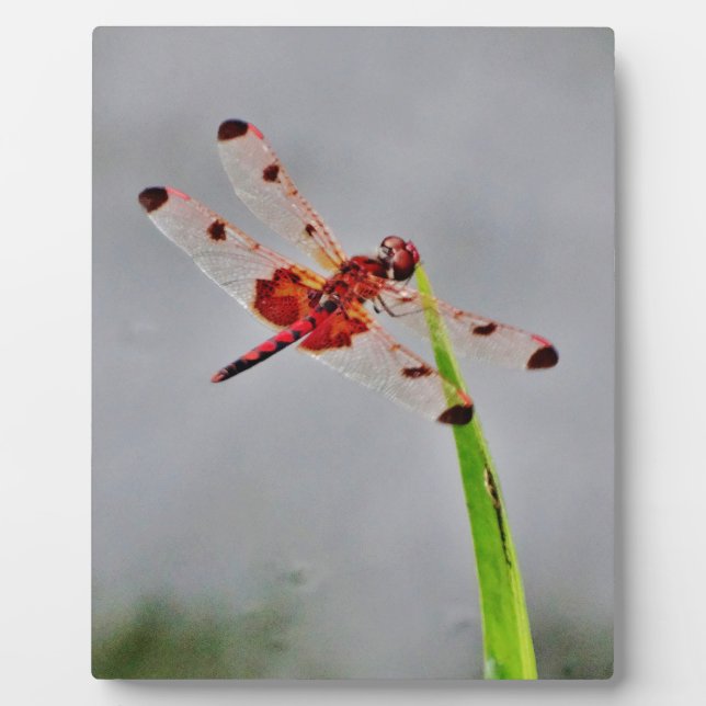 DSC00029.JPG FOTOPLATTE (Vorderseite)