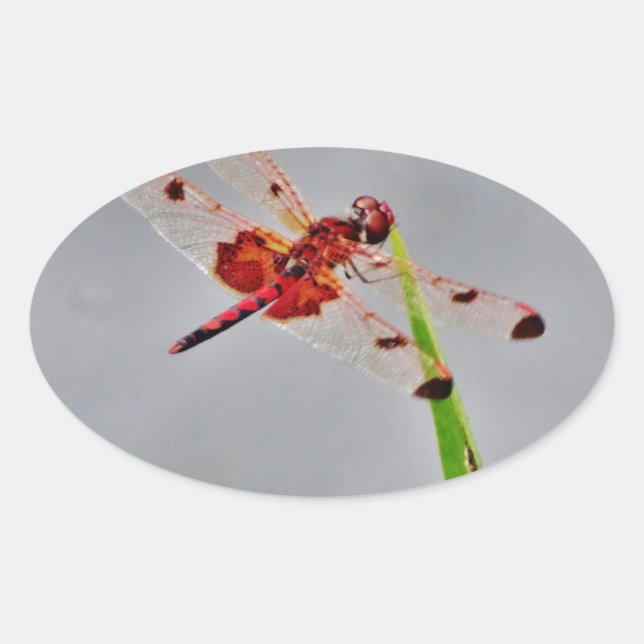 DSC00029.JPG OVALER AUFKLEBER (Vorderseite)